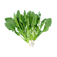 Rumex acetosa